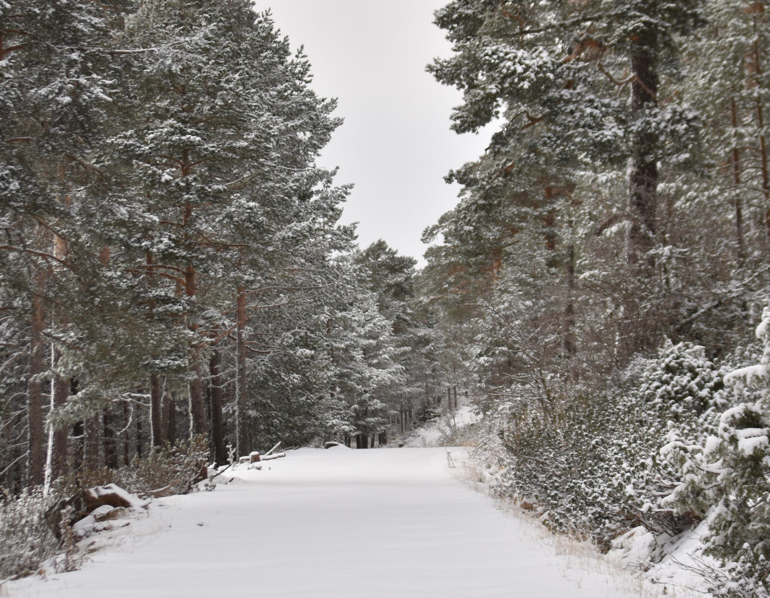 Nevada en el Alto Tajo